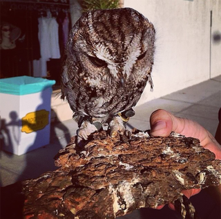 Illustration for article titled This Blind Screech Owl Has Eyes That Are Impossible To Believe